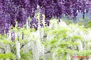 Парк цветов Асикага, Япония