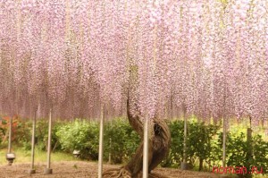 Парк цветов Асикага, Япония