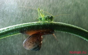 Макрофотографии улиток и насекомых под дождем