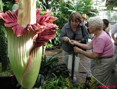 Титан Арум – самый большой цветок в мире