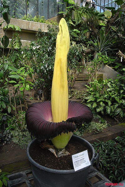 Титан Арум – самый большой цветок в мире